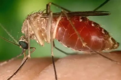 FEBRE DO OROPOUCHE - MPF acompanha medidas de prevenção e combate em Rondônia